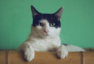 Que faire si votre chat est en surpoids ? Causes, solutions et calcul du poids idéal