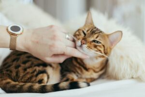 Comment garder mon chat en pleine forme