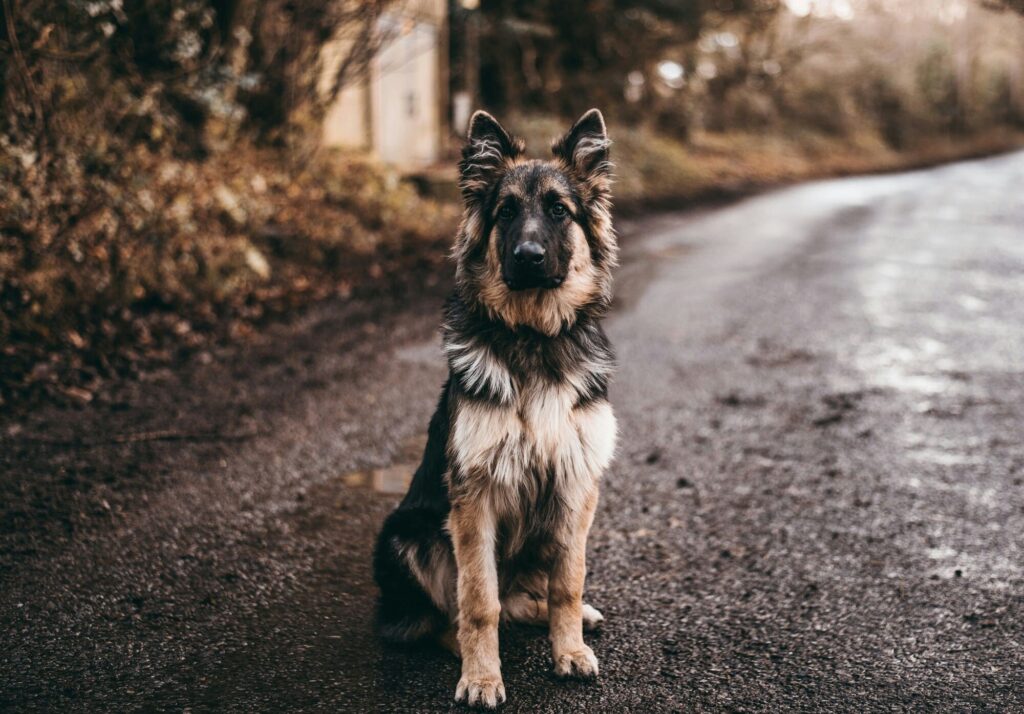 Que faire si votre chien est en surpoids ? Causes, solutions et calcul du poids idéal
