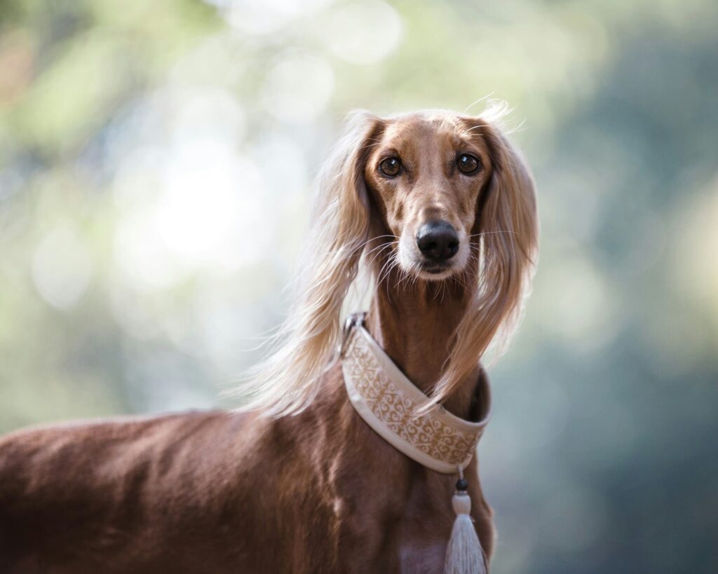Que faire si votre chien est trop maigre ? Causes, solutions et calcul du poids idéal