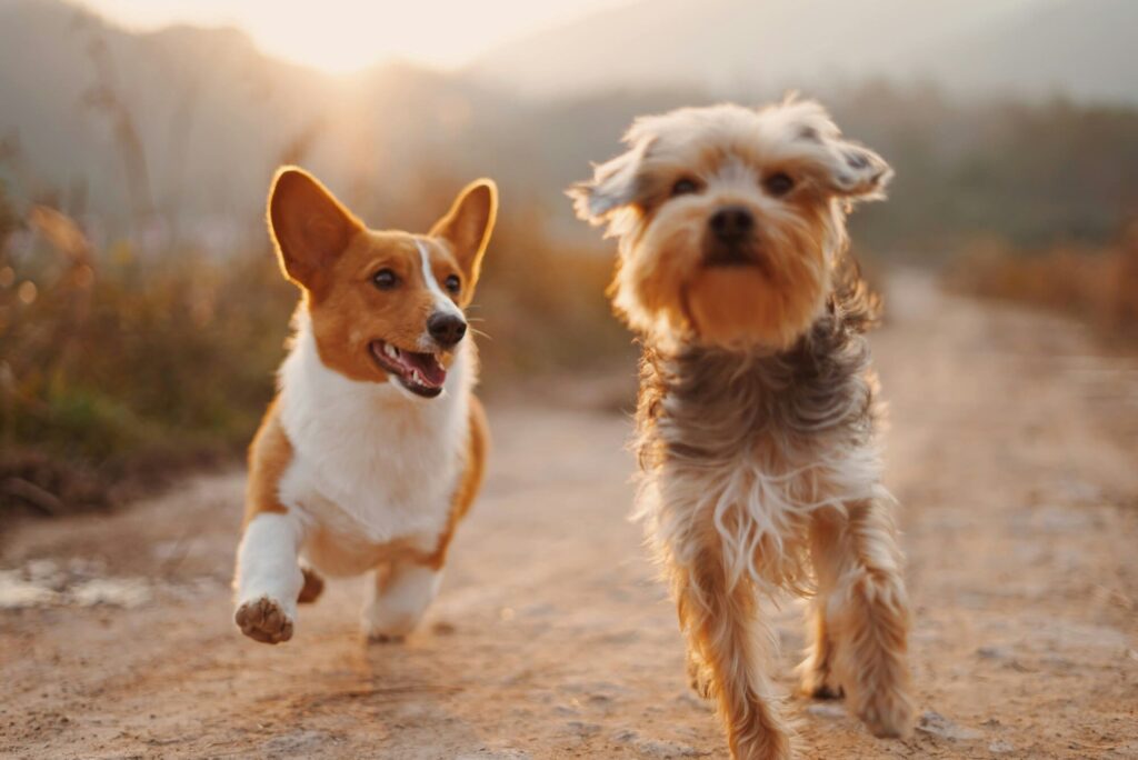 Comment garder mon chien en pleine forme