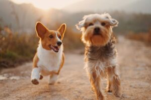 Comment garder mon chien en pleine forme