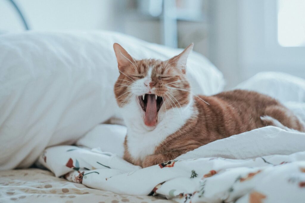 Pourquoi mon chat urine de partout ?