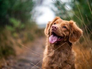 Avoir un chien en appartement : mission possible !