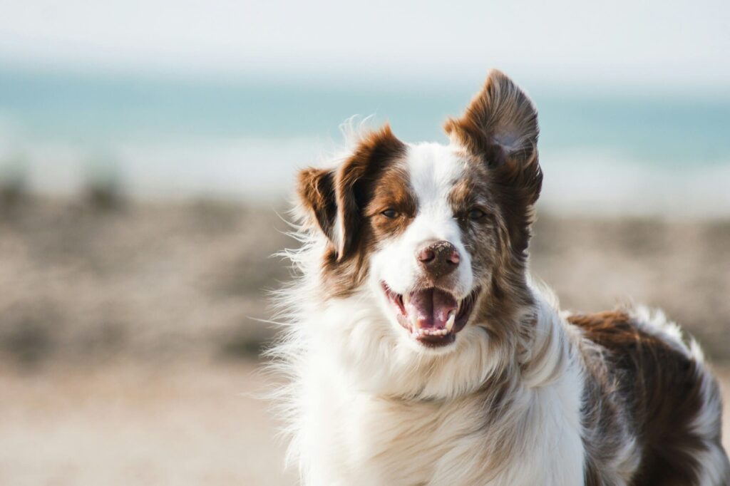 Comment protéger les coussinets de mon chien ?
