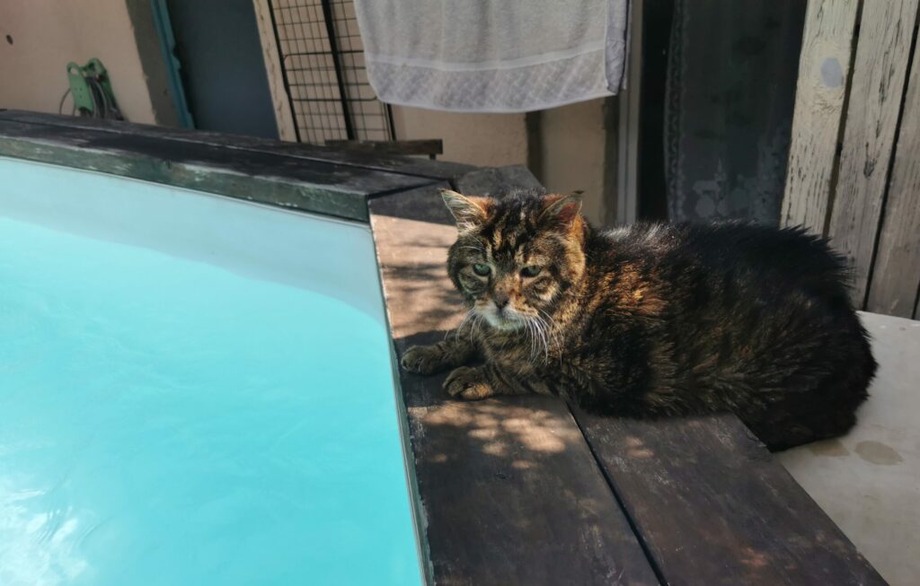 Comment protéger et rafraîchir votre animal pendant les fortes chaleurs ?